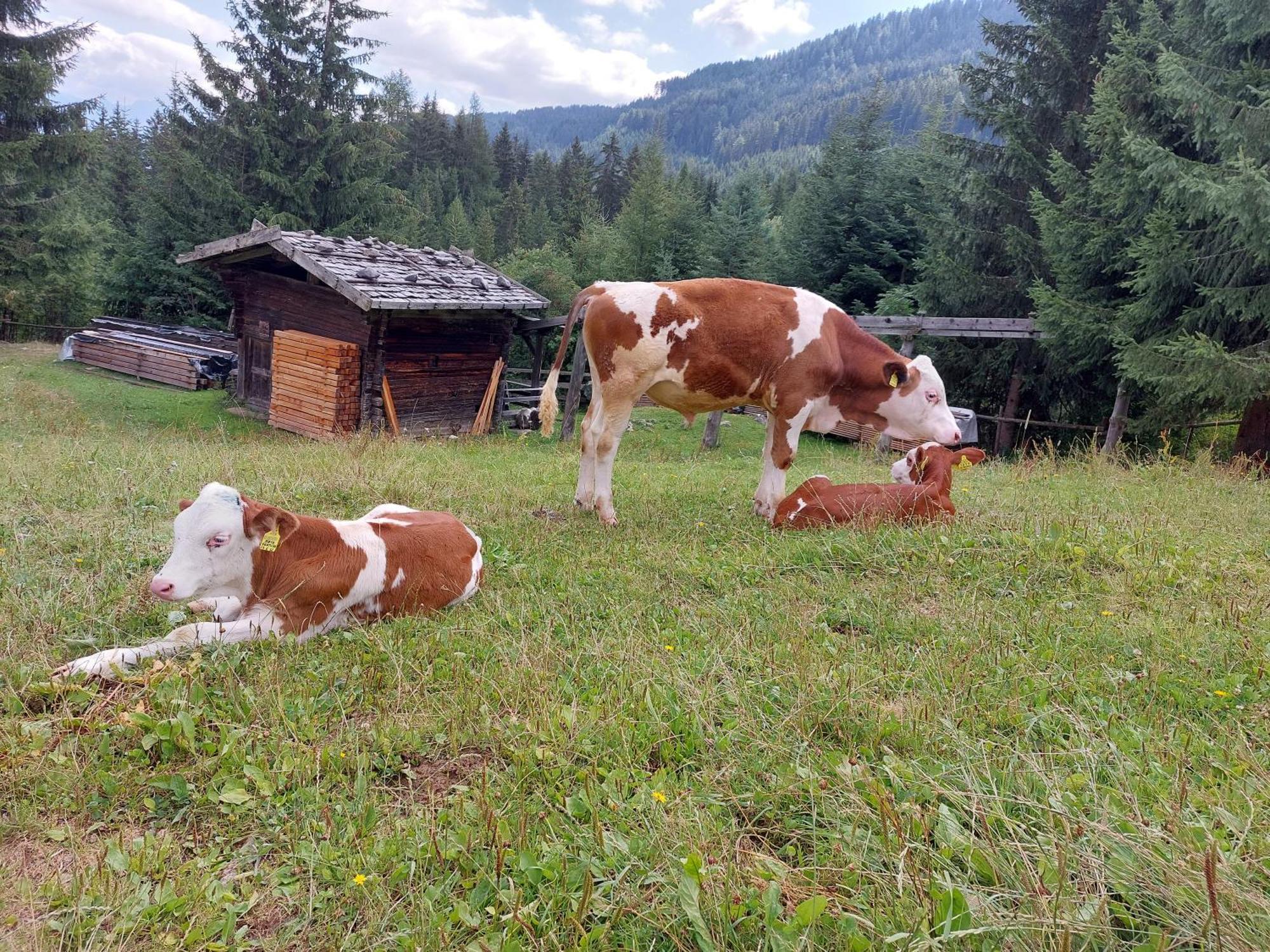 Blosegghof Bergchalets Waldblick 拉辛 外观 照片